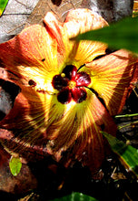 Load image into Gallery viewer, Spirit of Hau