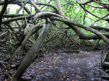 Load image into Gallery viewer, Spirit of Hau